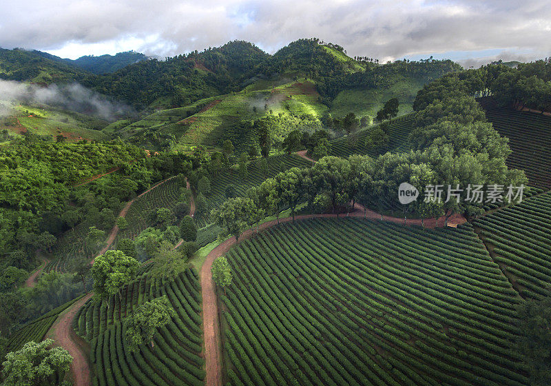 无人机拍摄(鸟瞰图)上午在泰国清莱的Doi Mae Salong茶园景观